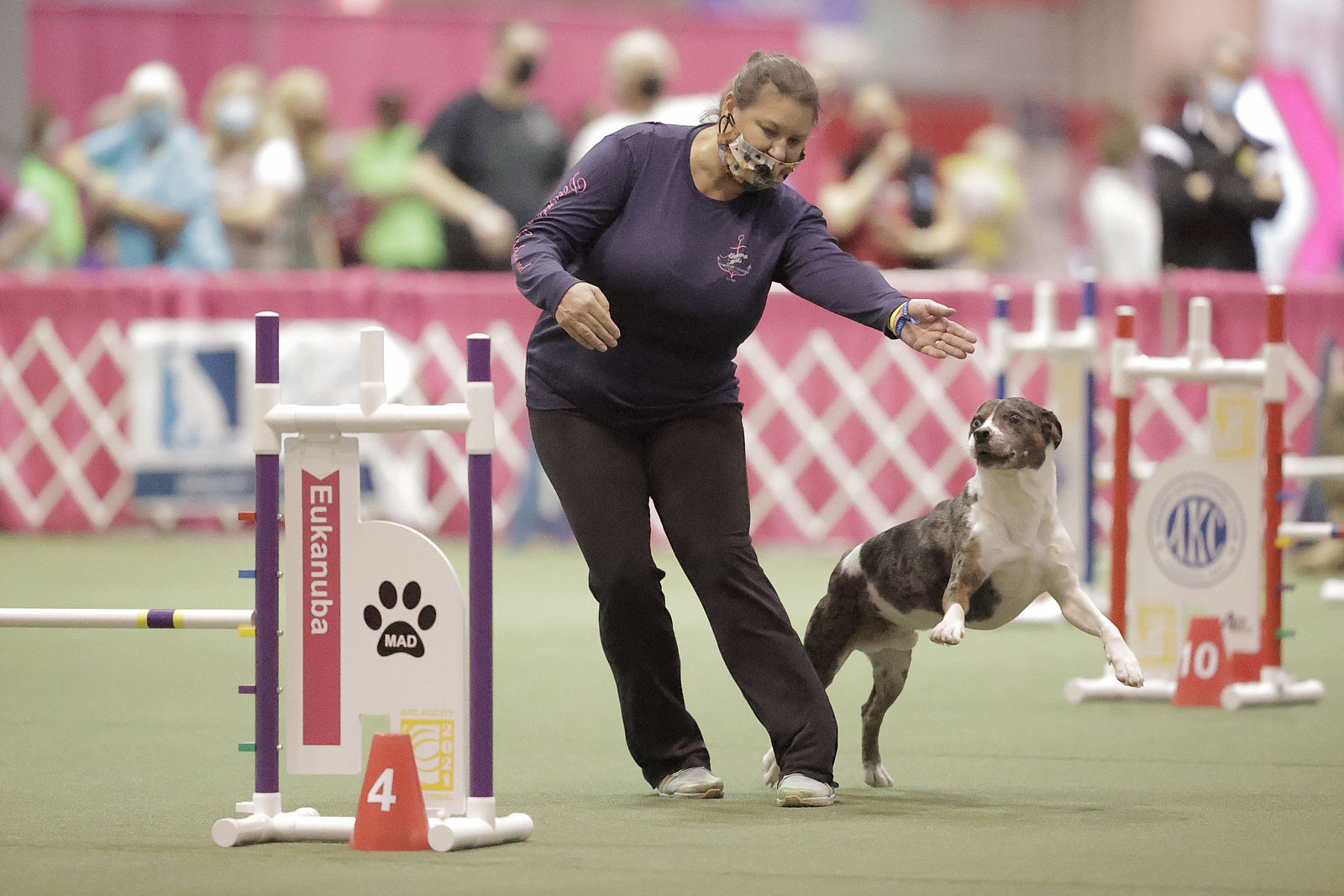 2021 AKC Agility Invitational Events AKC National Events www