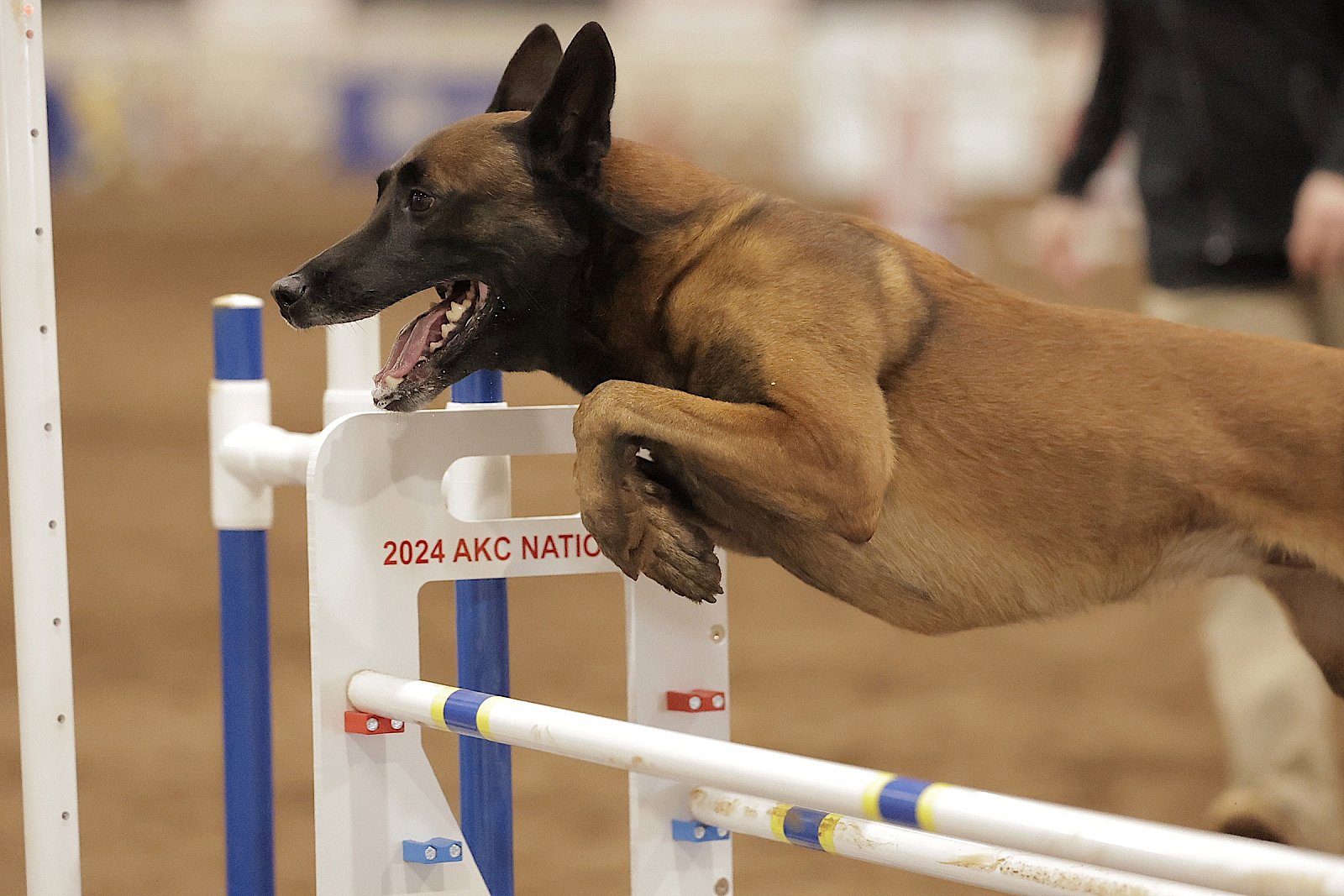 2024 AKC National Agility Championship Perry, GA Dog Names T Z