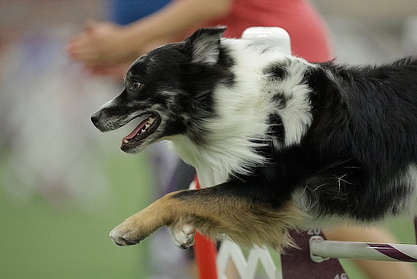 2024 AKC Agility League Championship