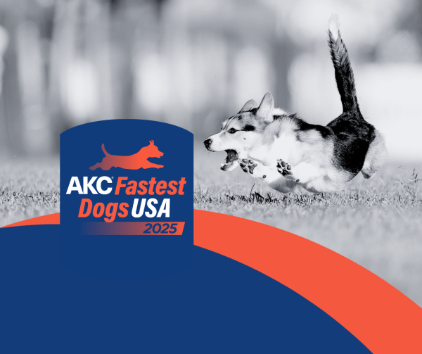 2025 AKC Fastest Dogs USA