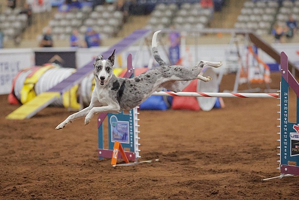 2025 USDAA Cynosport World Games