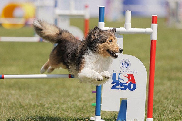 AKC Celebrates USA 250