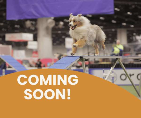 2026 AKC Juniors Agility Competition
